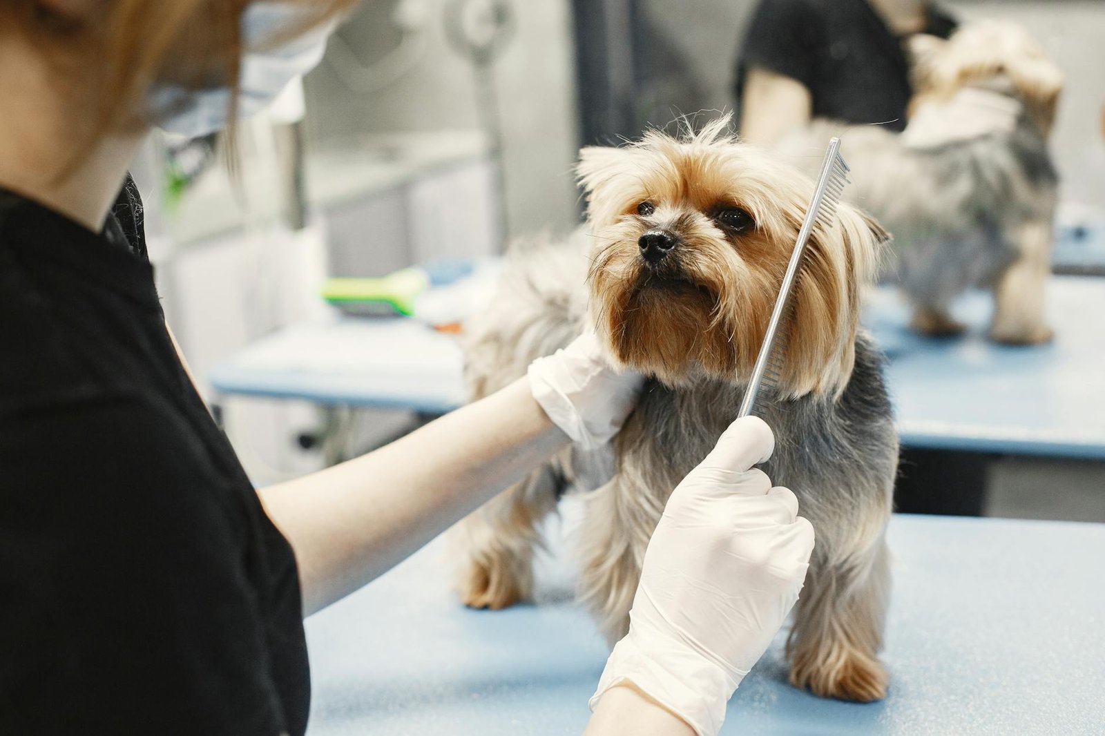 Staff playing with a dog